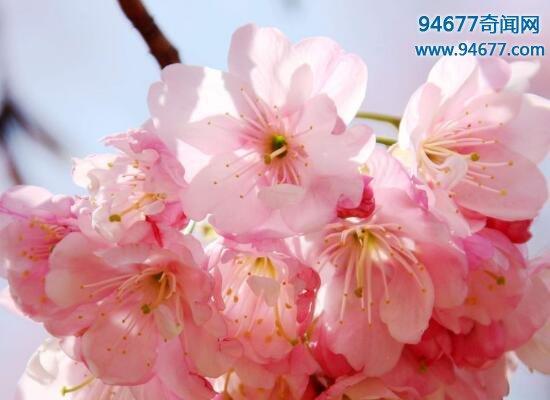 粉色樱花的花语是什么？如何表达爱意？