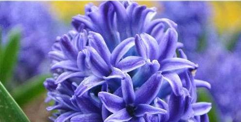 风信子花代表什么意思？如何正确解读风信子的花语？