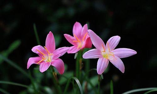 风雨兰的花语是什么？它象征着什么寓意？