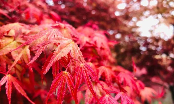 枫叶的花语是什么意思？如何理解枫叶的象征意义？