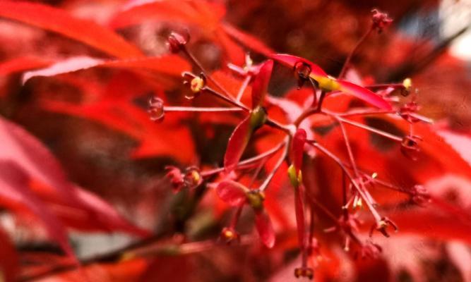 枫叶的花语是什么意思？如何理解枫叶的象征意义？