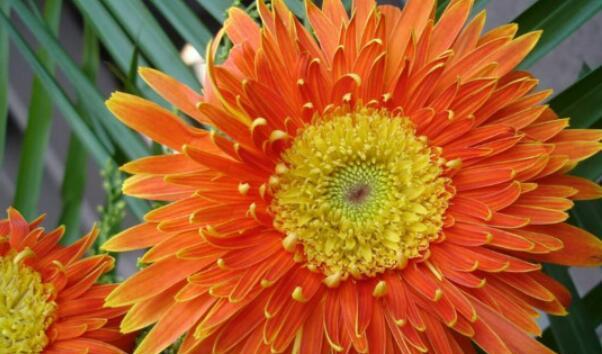 扶郎花的花语是什么？送扶郎花代表什么意思？