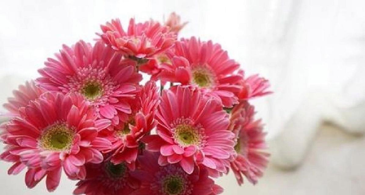 扶郎花的花语是什么？送扶郎花代表什么意思？
