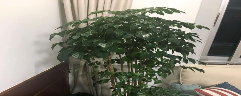 富贵椰子的风水寓意是什么？如何正确摆放以增强风水效果？