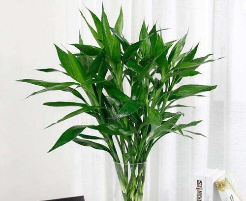 富贵竹的花语是什么？它寓意着什么？