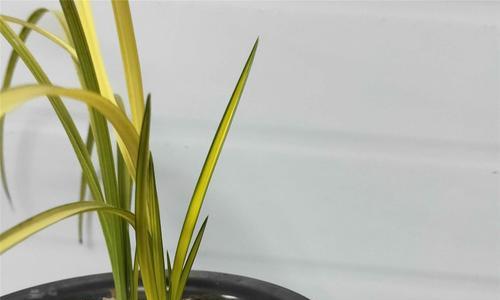 甘蔗开花预兆什么？甘蔗开花寓意有哪些？