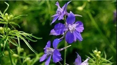 鸽子花的花语含义是什么？如何正确理解鸽子花的象征意义？