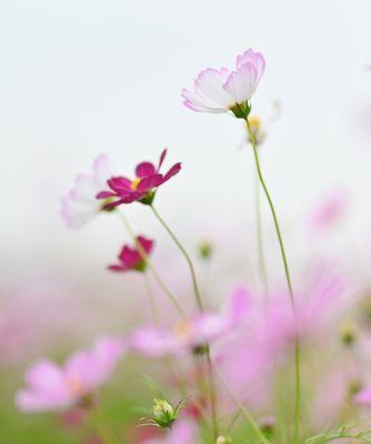 格桑花代表什么？格桑花的花语有哪些含义？