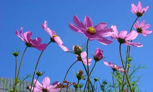 格桑花代表什么？格桑花的花语有哪些含义？