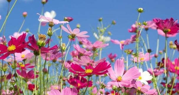 格桑花代表什么？格桑花的花语有哪些含义？