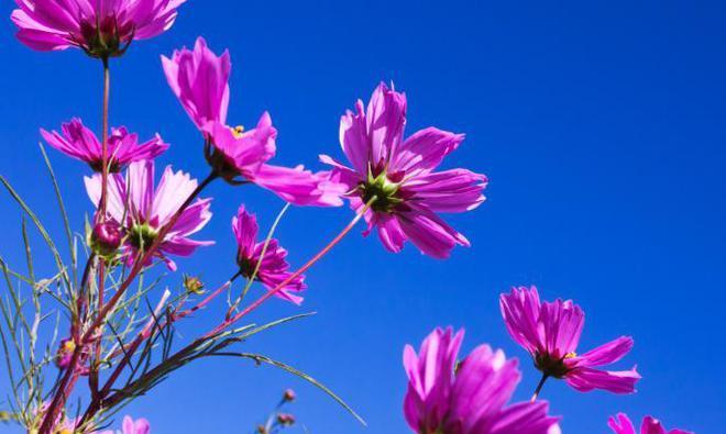格桑花的花语代表什么？如何理解其深层含义？