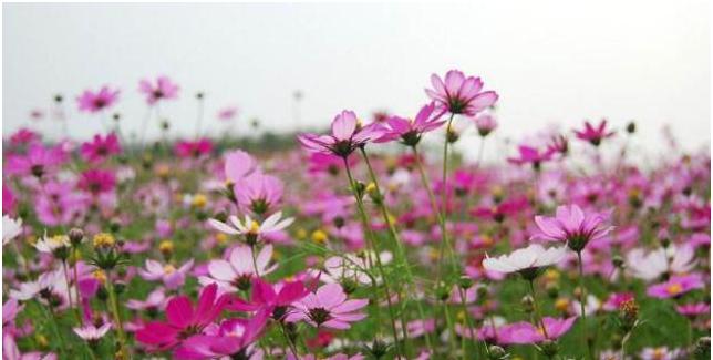 格桑花的花语代表什么？如何理解其深层含义？