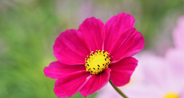 格桑花代表什么？格桑花的象征意义有哪些？