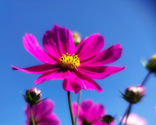 格桑花代表什么？格桑花的象征意义有哪些？