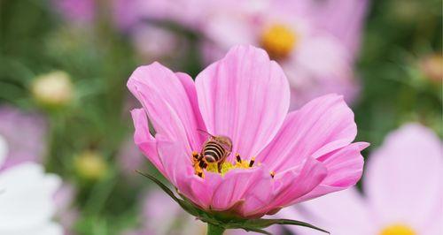 格桑花代表什么？格桑花的象征意义有哪些？