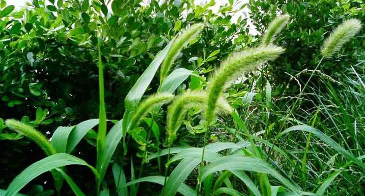 狗尾巴花代表什么意思？花语和象征意义是什么？