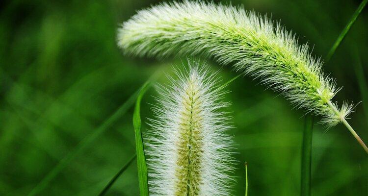 狗尾巴花代表什么意思？花语和象征意义是什么？