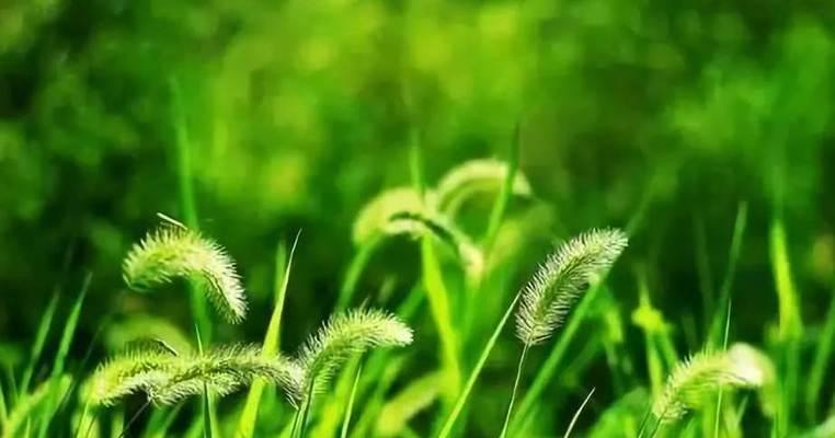 狗尾草的花语代表了什么？如何解读狗尾草的含义？