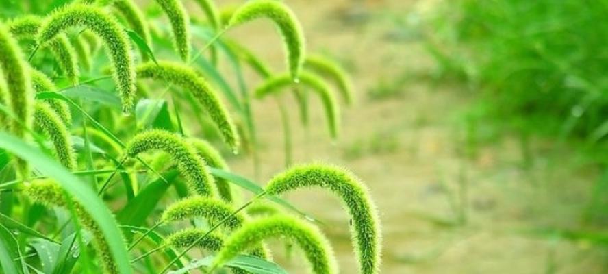 狗尾草的花语代表了什么？如何解读狗尾草的含义？