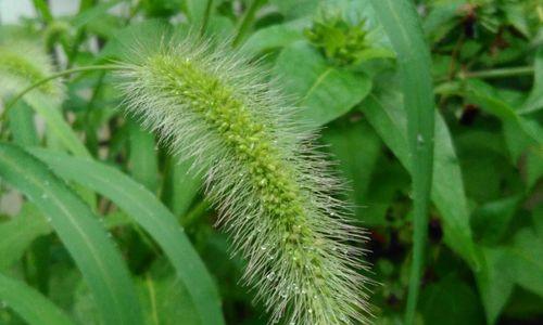 狗尾草的花语有什么爱情含义？
