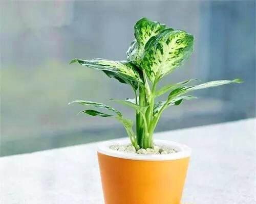 广东万年青开花好吗？其风水寓意是什么？