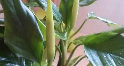 广东万年青开花好吗？其风水寓意是什么？