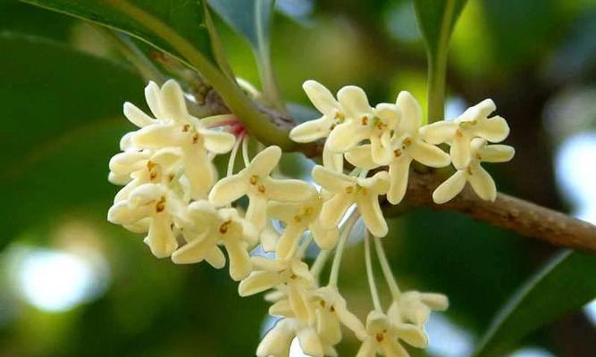 桂花象征意义是什么？桂花的寓意有哪些常见问题解答？