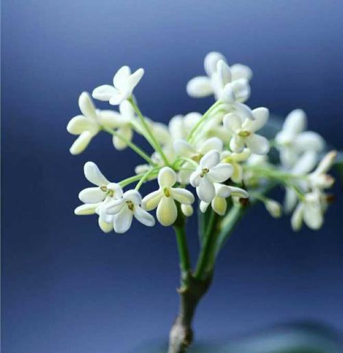 桂花在风水中的寓意是什么？如何利用桂花提升家居风水？