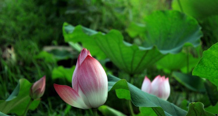 荷花代表什么人？荷花的象征意义和文化解读是什么？