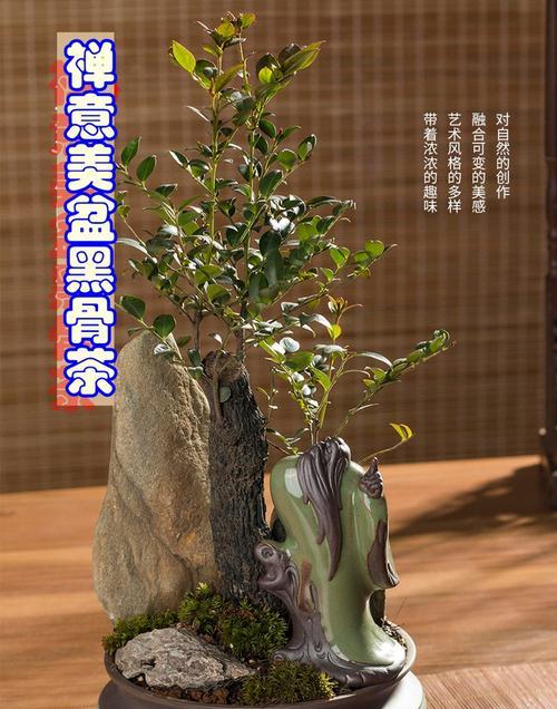 黑骨茶的风水寓意是什么？如何正确摆放以增强风水效果？