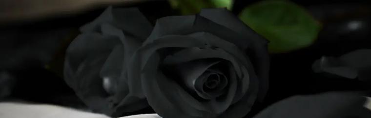 黑玫瑰代表什么含义？黑玫瑰的花语有哪些寓意？