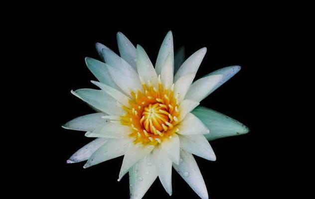 黑色莲花象征意义是什么?黑色莲花代表的含义有哪些?