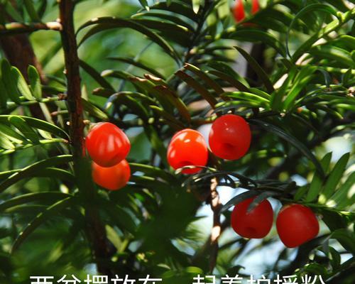 红豆的象征意义是什么？红豆在文化中有哪些寓意？