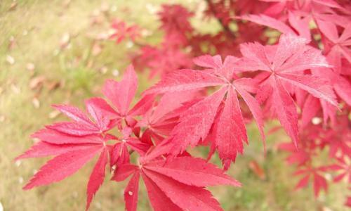 红枫的花语是什么？红枫寓意有何特别之处？