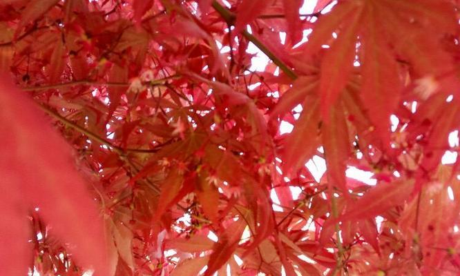 红枫的花语是什么？红枫寓意有何特别之处？