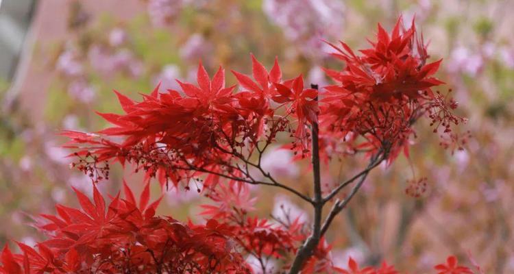 红枫的花语是什么？红枫寓意有何特别之处？