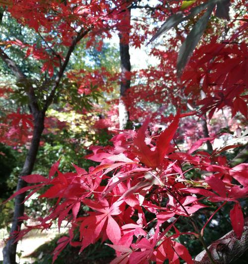 红枫的花语代表什么？红枫的花语有哪些含义？
