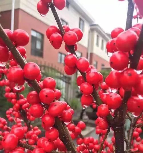 红果的花语是什么？红果寓意有哪些常见问题解答？