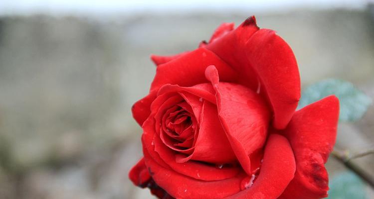 红玫瑰花代表什么意思？不同数量的红玫瑰花语有何不同？