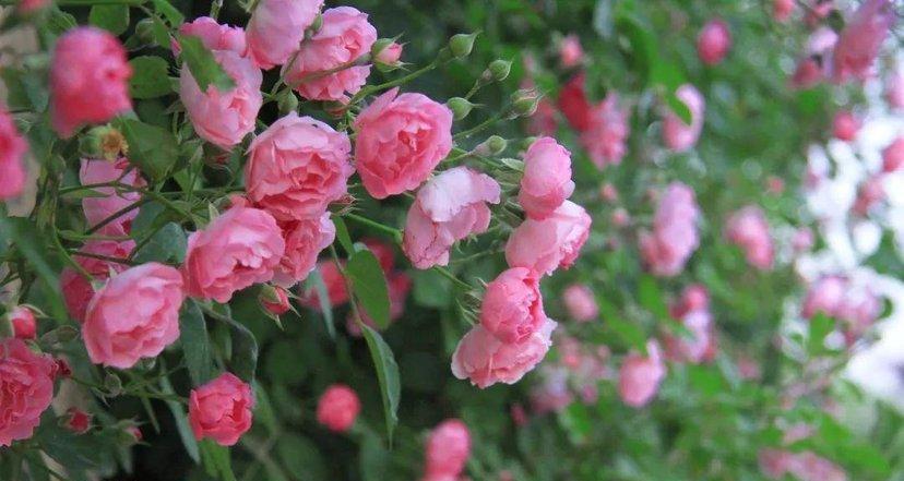 红蔷薇花语是什么？它代表了哪些意义？