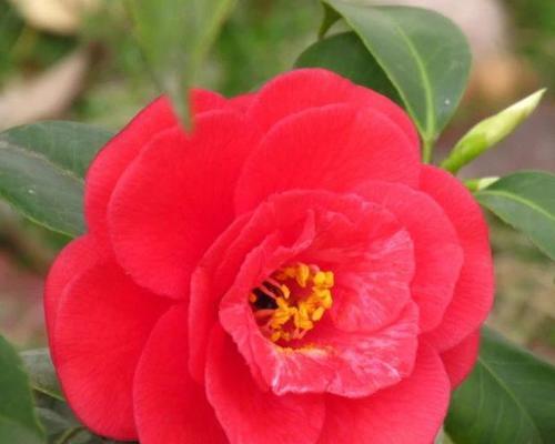 红山茶花的花语是什么？它代表了哪些意义？