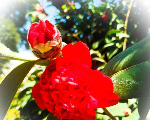 红山茶花的花语是什么？它代表了哪些意义？
