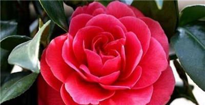红山茶花的花语是什么？它代表了哪些意义？