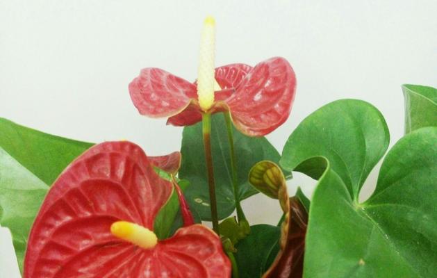 红掌的花语是什么？红掌寓意着什么？