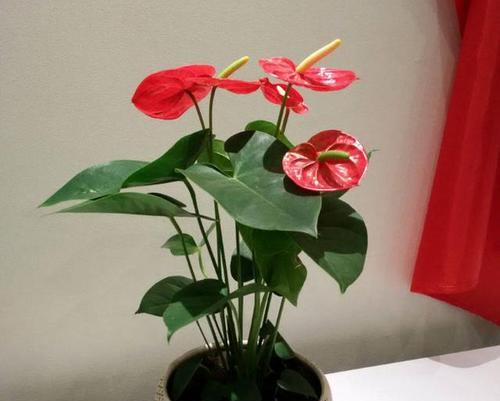 红掌的花语是什么？红掌寓意着什么？