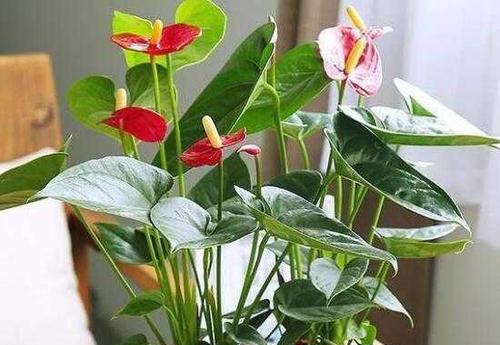 红掌的风水寓意是什么？红掌象征着什么？