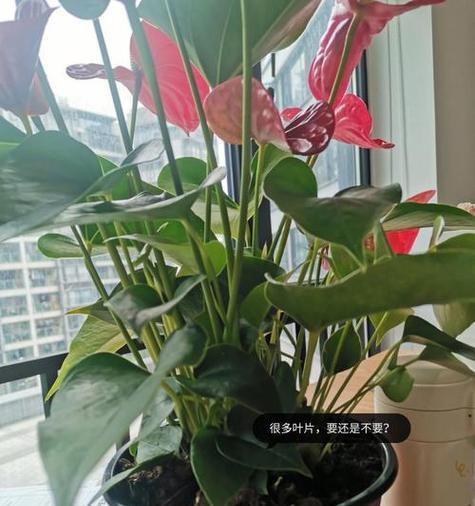红掌风水寓意是什么？红掌在家居装饰中有哪些作用？