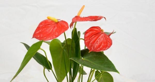 红掌花语象征与寓意是什么？如何正确解读红掌的花语？