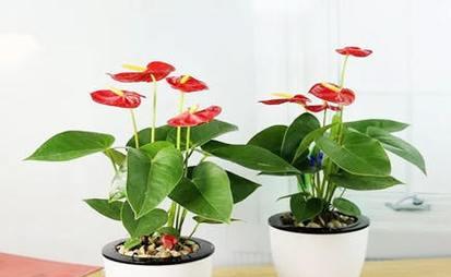 红掌象征着什么意义？如何正确理解红掌的花语？