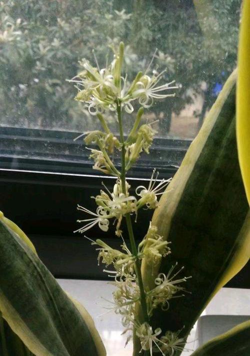 虎皮兰开花好吗？开花的风水寓意是什么？